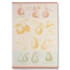 Pear Variety (Variete De Poires) French Jacquard Dish Towel By Coucke